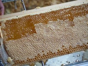honing bijenkast