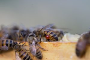 bijen met propolis