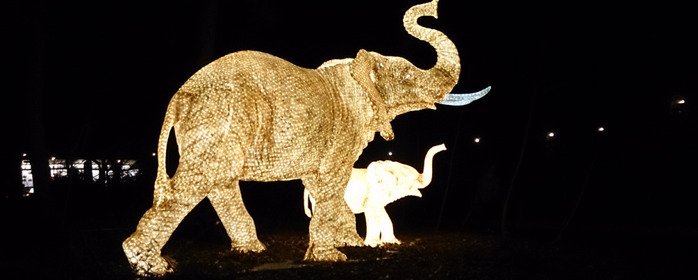 olifanten-in-de-tuin