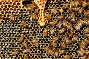 Honing gezond voor je huid
