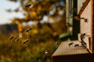 propolis beschermt de bijenkast